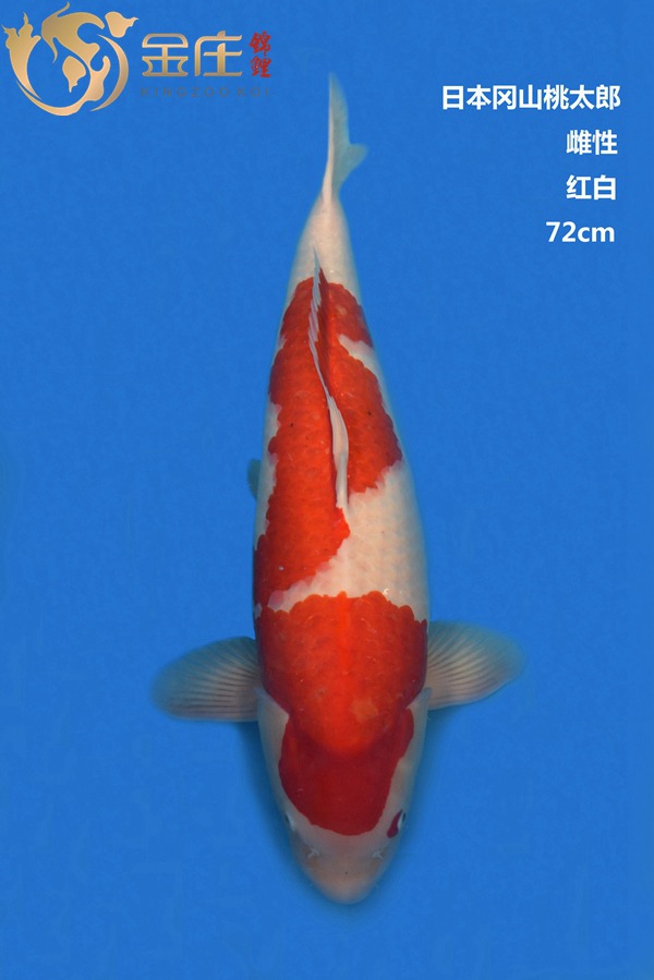 桃太郎72CM雌性红白锦鲤