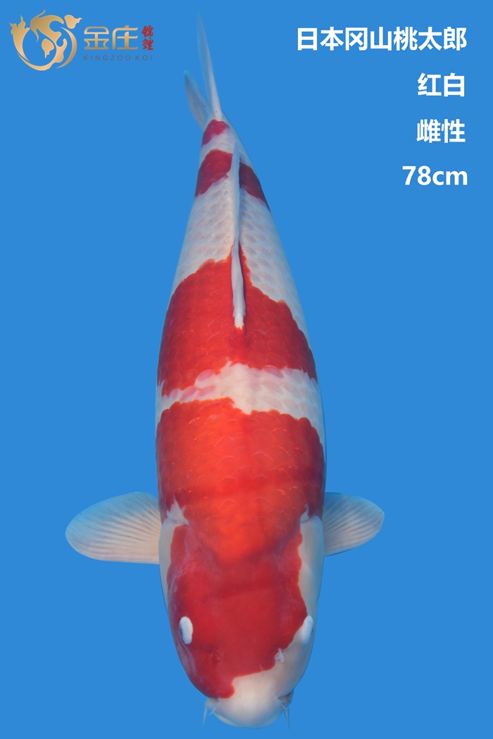 桃太郎78cm雌性红白锦鲤