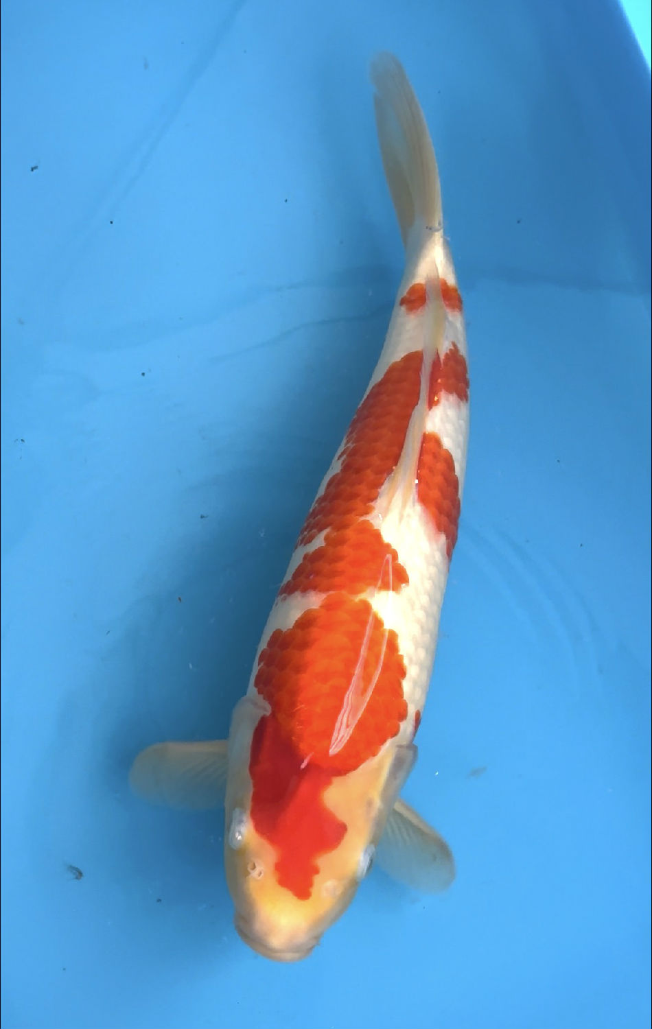 阪井红白锦鲤 (1).jpg 阪井红白锦鲤 (1).jpg