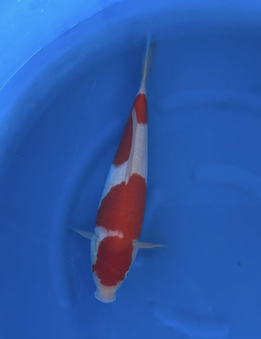 日本桃太郎红白锦鲤鱼 (1).jpg