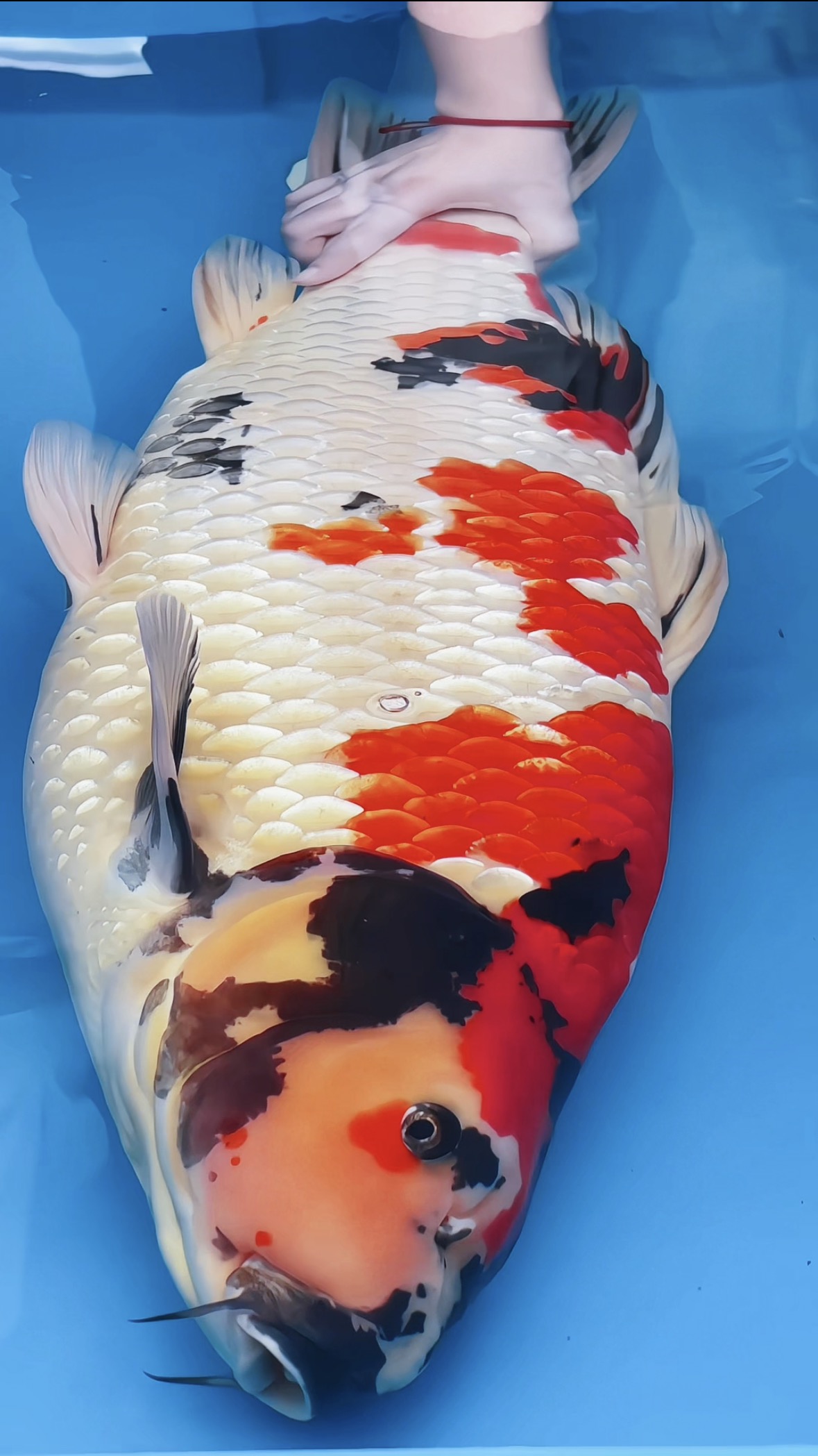 重磅现货｜83cm 日本大日超级怪兽血统巨鲤，大骨架粗壮极品